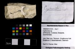 Foto (Objekt + Etiketten) von Cyphonotus sp. 